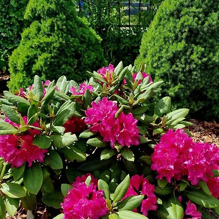 De Janauis Dom wakacyjny