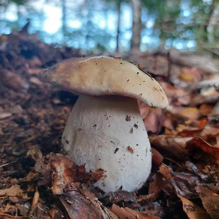 De Janauis Dom wakacyjny *