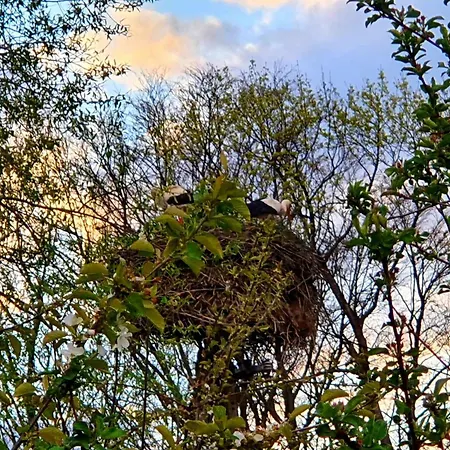 De Janauis Dom wakacyjny Kościerzyna