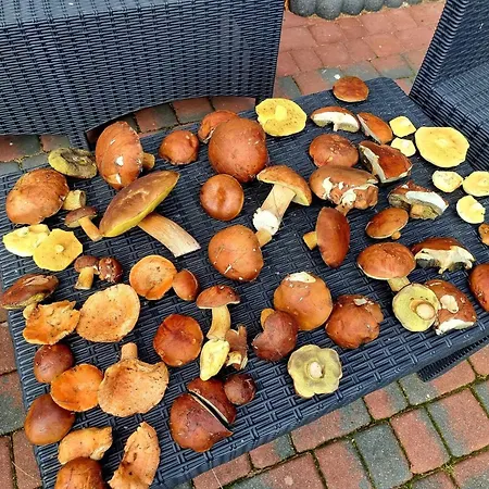 Dom wakacyjny De Janauis