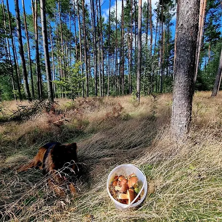 De Janauis * Kościerzyna