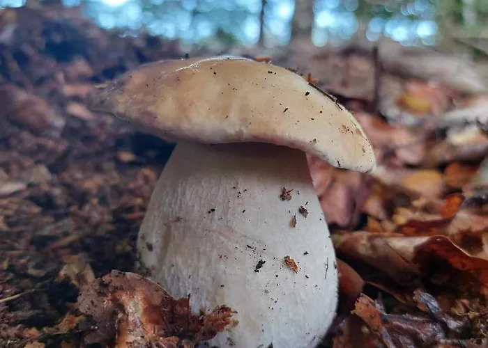 De Janauis 度假居 *