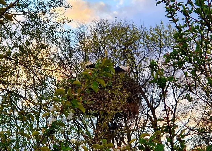 De Janauis 度假居 Kościerzyna