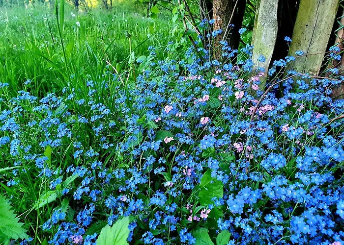 度假居 De Janauis