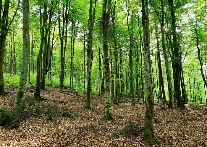 度假居 De Janauis *