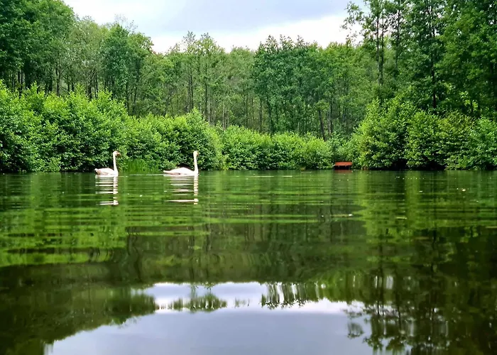 De Janauis * Kościerzyna
