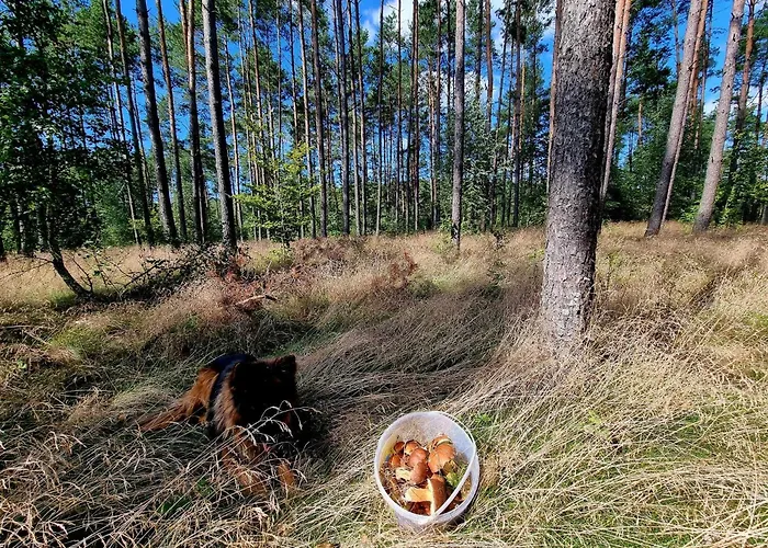 De Janauis * Kościerzyna