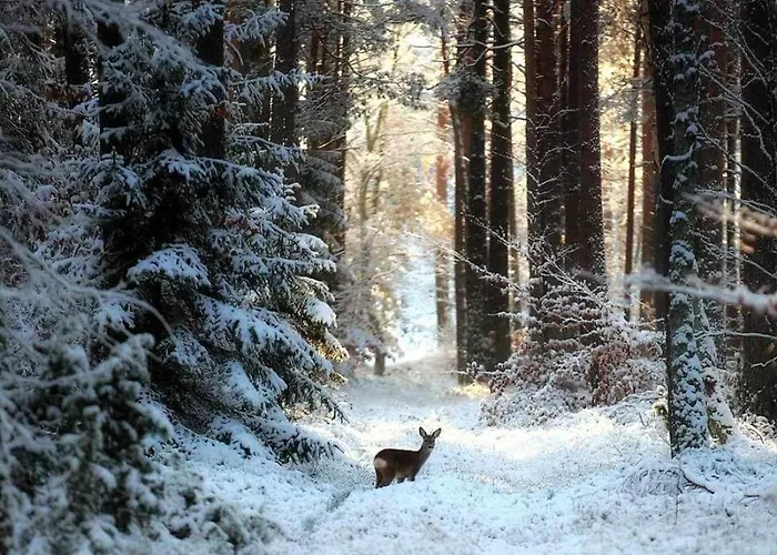 度假居 De Janauis