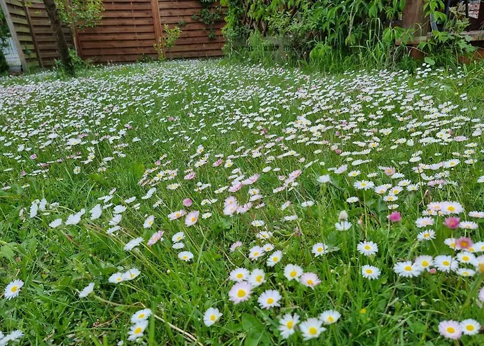 度假居 De Janauis